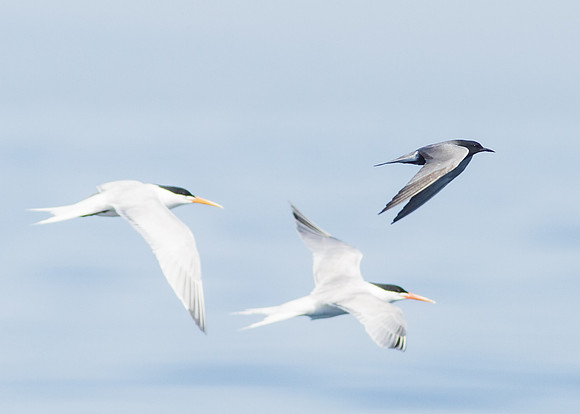 OC-Dana Point Pelagic 2014-6644