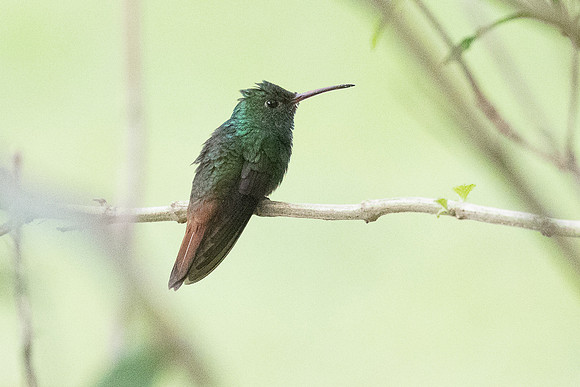 Rufous-tailed