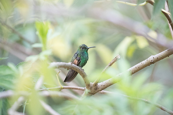 Stripe tailed