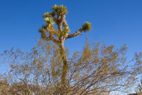 joshuatree09-2638