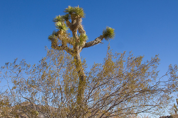 joshuatree09-2638