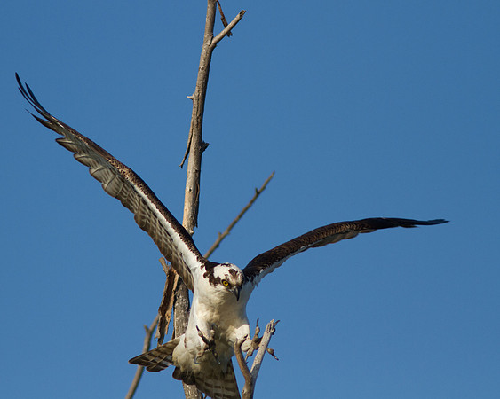 Osprey