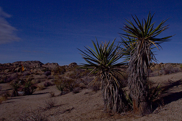 joshuatree09-2442