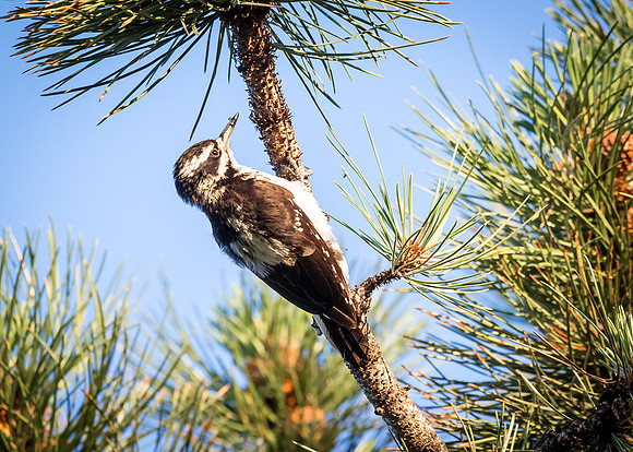 Hairy Woodpecker