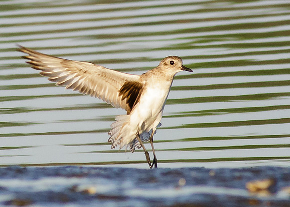 Black-bellied plover