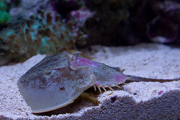 lb-aquarium-1317