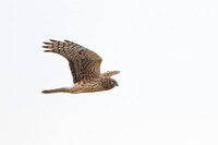 Northern Harrier - Female