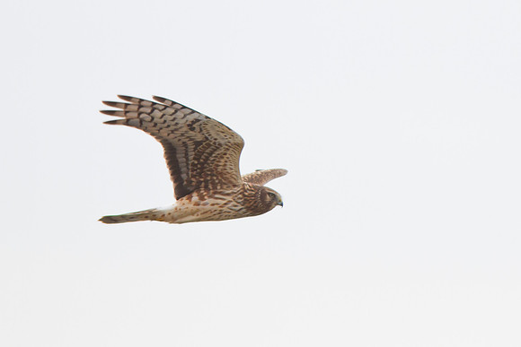 Northern Harrier - Female