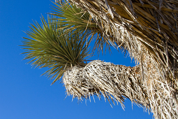 joshuatree09-2649