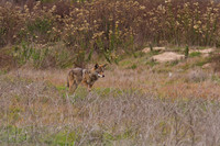 Coyote