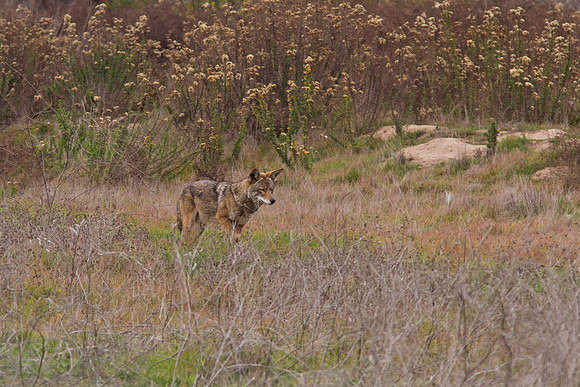 Coyote