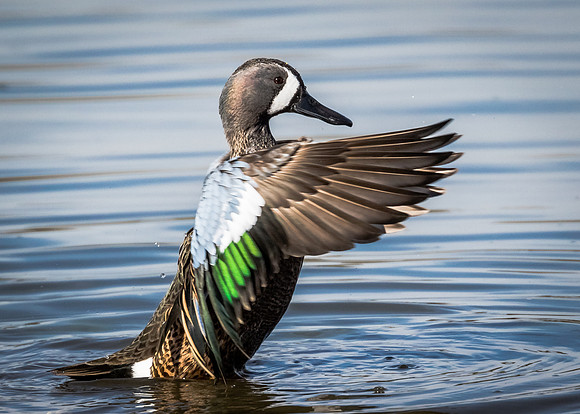 Male Blue-winged Teal