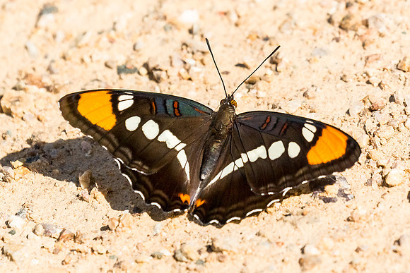 Arizona Sister Butterfly