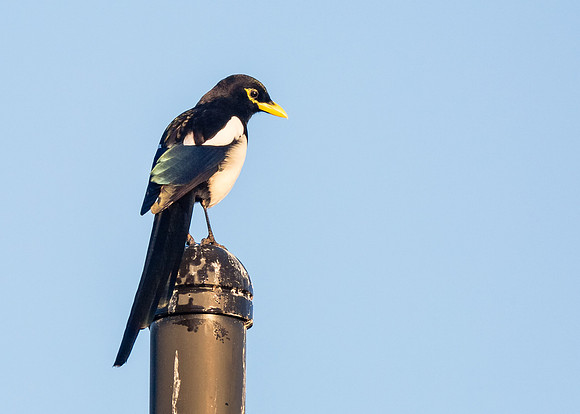 Yellow-billed Magpie