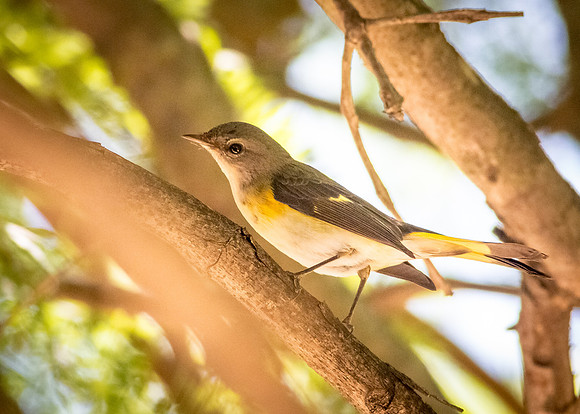 American Redstart
