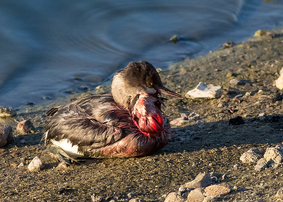 San Joaquin 2014-7527