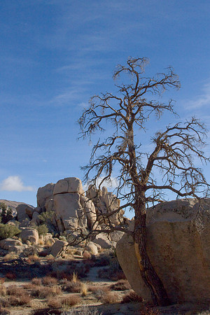 joshuatree09-2264