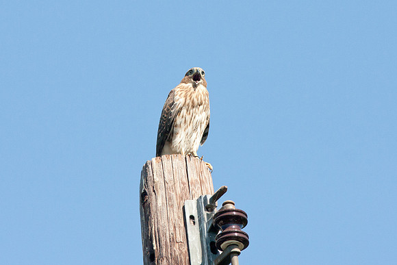 Hawk-0713-0007