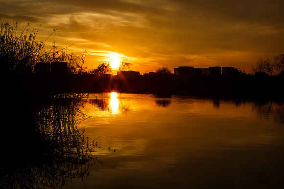 Golden