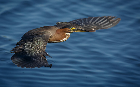 Best in Flight nominee