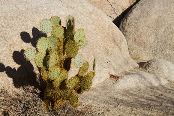 joshuatree09-2293