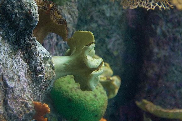 lb-aquarium-1388