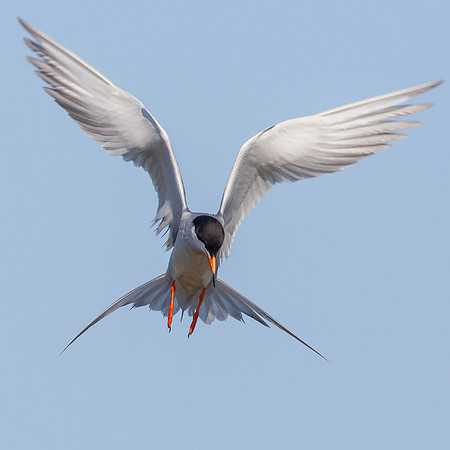 Hover