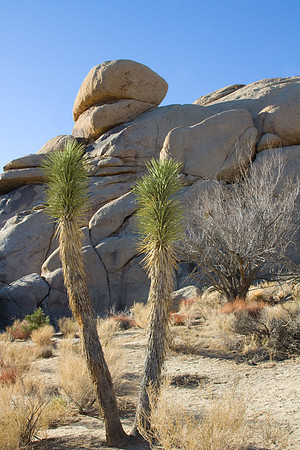 joshuatree09-2574
