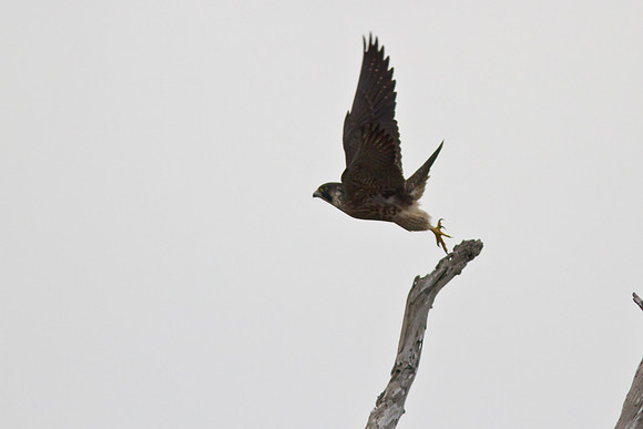 Peregrine Falcon