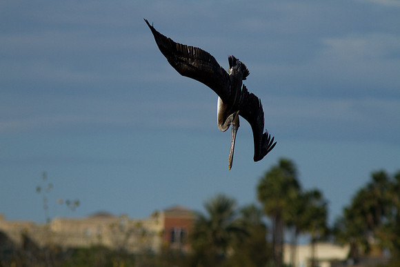 birds-irv-1096