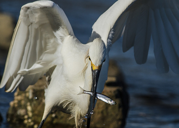 Who's the baddest fishing Egret?!