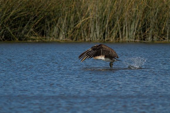 birds-irv-1069