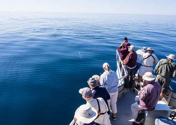 Spring Pelagic Trip