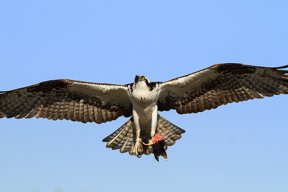 Osprey - female