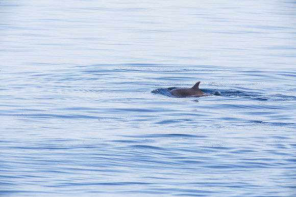 OC-Dana Point Pelagic 2014-6359