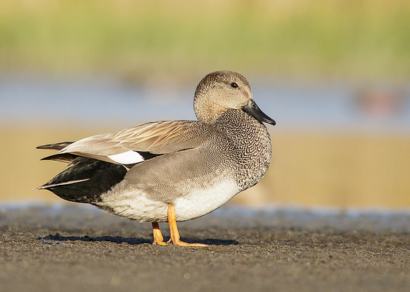 Gadwall