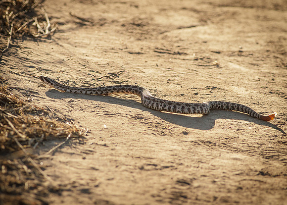 Pacific rattlesnake - Crotalus oreganus