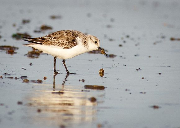 Sanderling