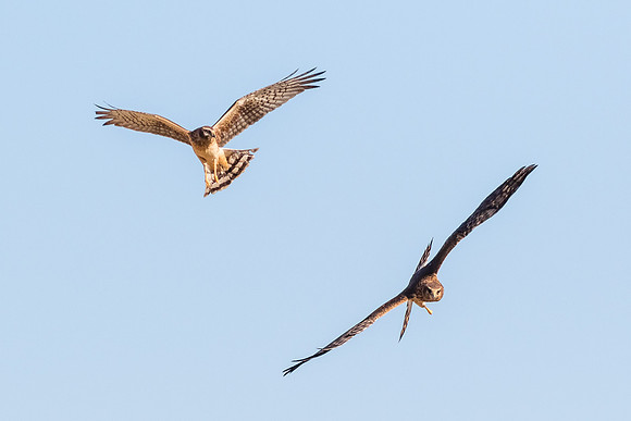 Clash of the Harriers