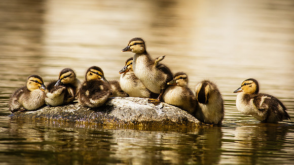 Easter on Duck Island....