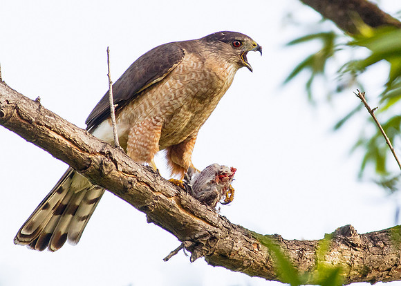 Cooper's Hawk