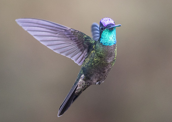 Talamanca hummingbird