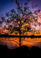 December silhoutte