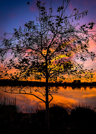 December silhoutte
