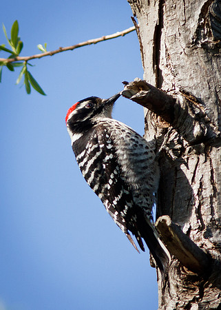 Downy Woodpecker