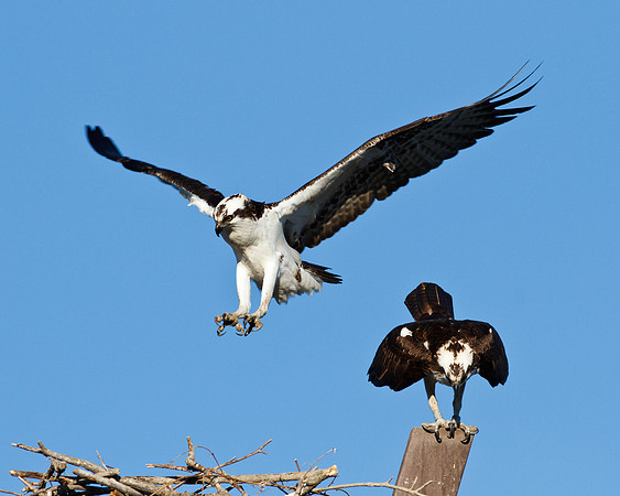 San Joaquin2012-5725