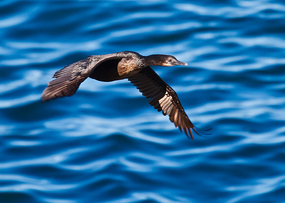 LaJolla2011-0848