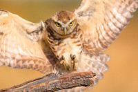 Landing
