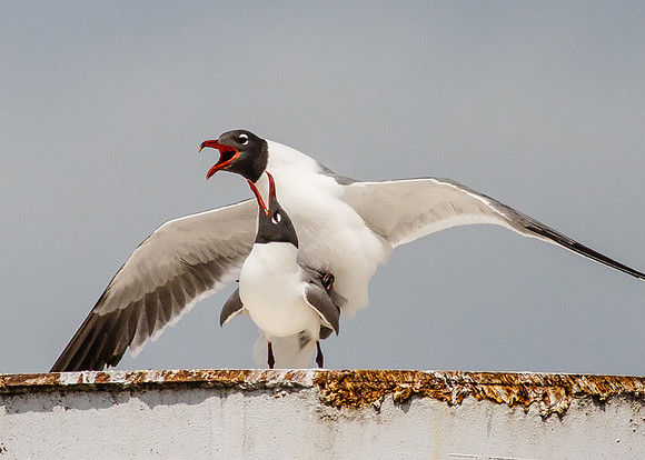 Laughing Gulls Mating....