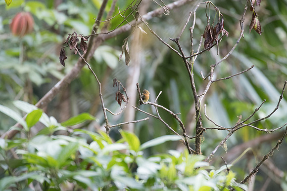 Tuffted Flycatcher